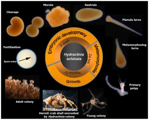 Hydractinia Life Cycle