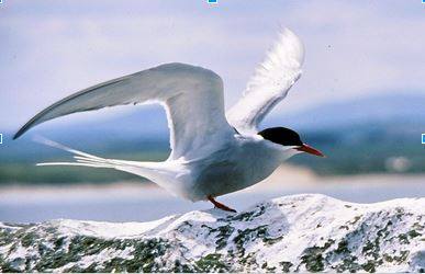 1234344_557965647586015_657874617_n