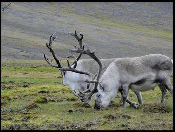 1255491_557966187585961_855140916_n