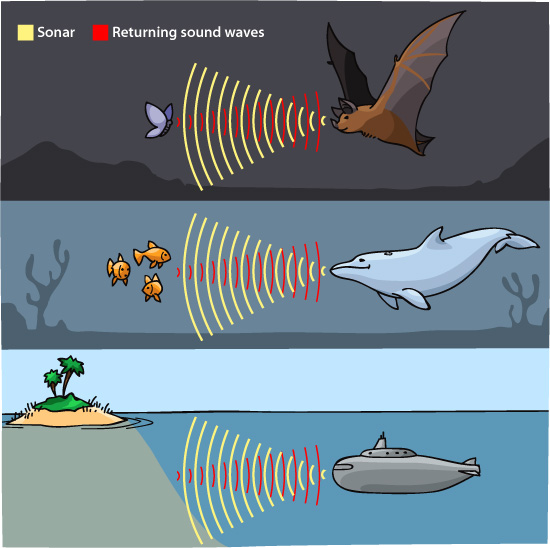 Echolocation. Image credit www.hearinghealthmatters.org/