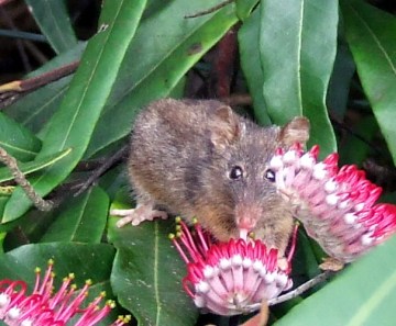 Honey Possum. Photo credit www.valleyofthegiantsecopark.biz