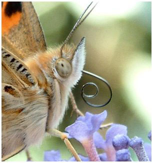 Painted Lady. Photo credit www.greeneyedmuse.wordpress.com