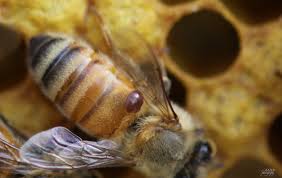 Varroa mite on bee (Photo credit: http://beesandchicks.wordpress.com/2010/04/16/bee-update-%E2%80%94-good-news-bad-news/)