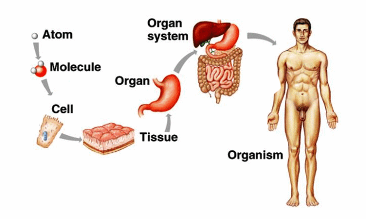 Cells – the building blocks of the human body. Here we demonstrate how molecules form cells. Groups of cells in turn form tissue which combines with different tissues to form an organ such as the heart, stomach, brain etc. Several organs that function together form an organ system i.e. cardiovascular, respiratory, reproductive systems etc. (Image source: http://www.studyblue.com/notes/note/n/introduction-to-the-human-body-chapter-1/deck/282266)