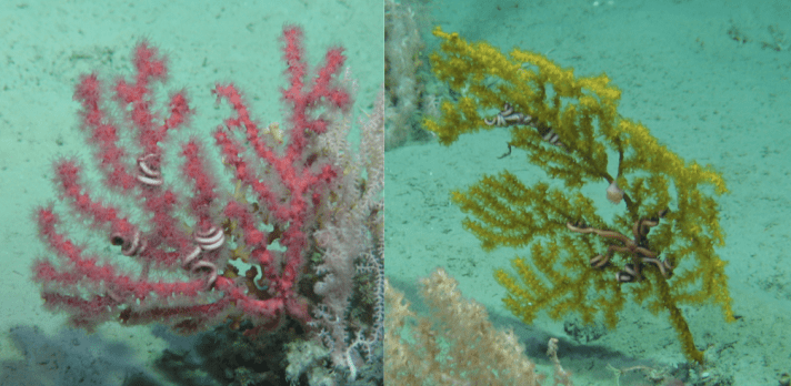 Left: Paragorgia the bubblegum coral, right: Paramuricea.  Both coral species are subjects of current USA:Ireland collaborative projects aiming to understand the connections between the eastern and western Atlantic through studying the corals’ DNA.