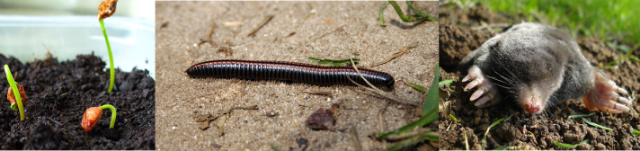 Soil inhabitants (L-R: Ivy seedling, Millipede, Mole. Licenced under Creative Commons Attribution-Share Alike 2.5 via Wikimedia Commons)