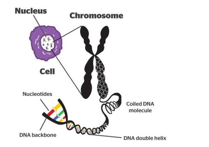 DNA is compacted into larger structures called chromosomes. This compaction is essential, as each cell contains approximately 2 metres of DNA! Image credit: https://sites.google.com/site/genomicssok/home 